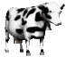 black and white cow animated gif