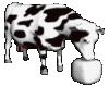 black and white cow eating animated gif