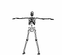 skeleton exercising animation
