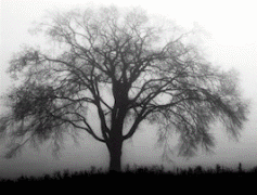 tree with changing color background animated gif