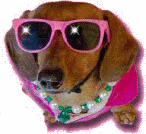 dog with pink sunglasses animated gif